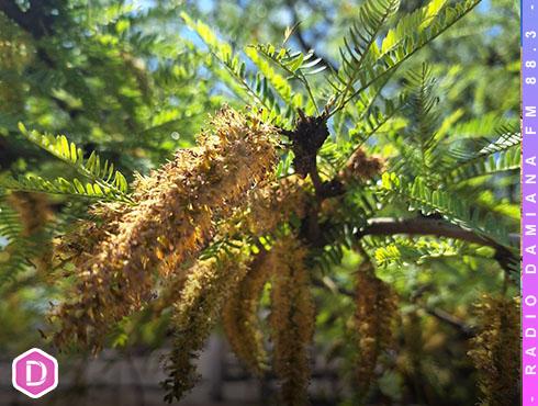 ARBOLES ATACAMA